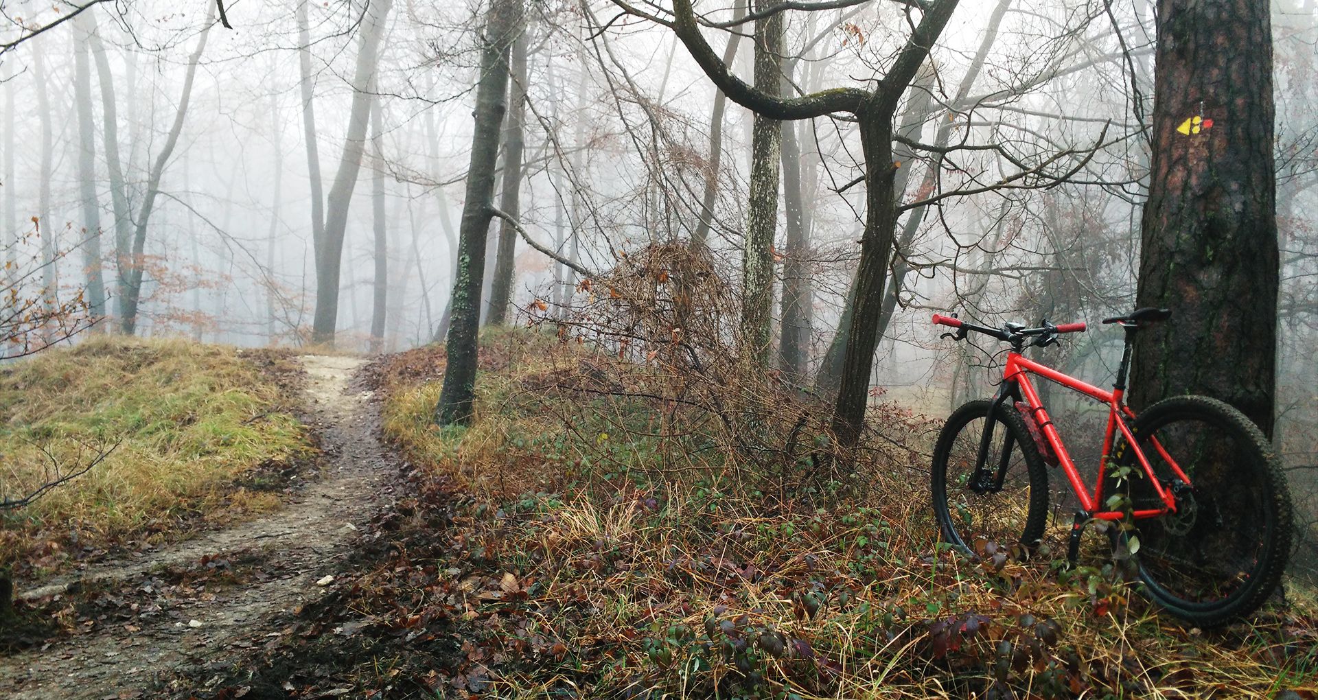 cross-country-cycling-in-foggy-forest-of-fontainebleau.jpeg